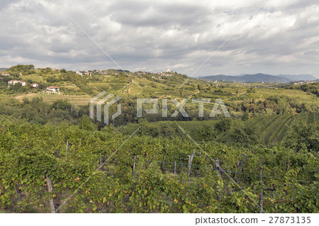 Landscape with vineyards Smartno village, Slovenia Landscape with vineyards Smartno village, Slovenia 27873135