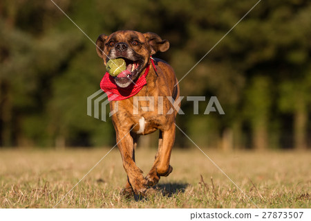 Happy Dog Running With Ball in an open space 27873507