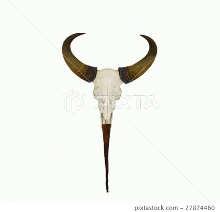 Horn animal on white back ground. Horn animal on white back ground. 27874460