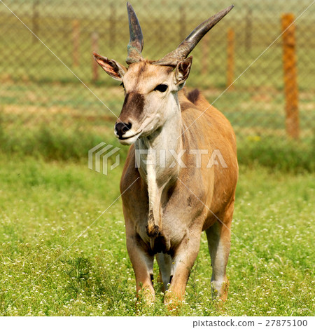antelope eland antelope eland 27875100