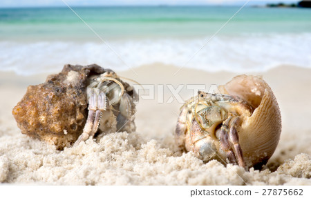 Life hermit crab on the beach Life hermit crab on the beach 27875662