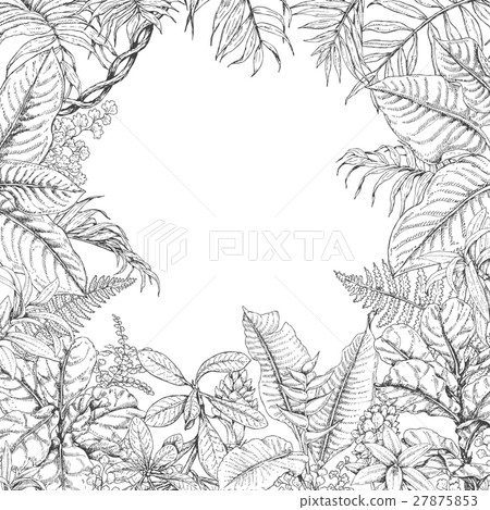 Tropical Plants Frame 27875853