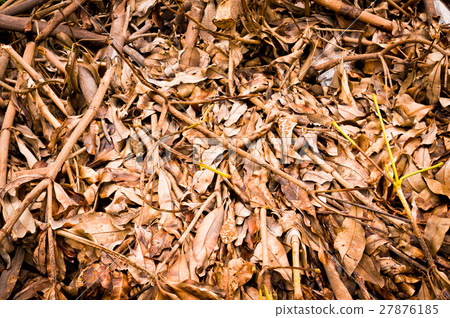 Leaves brown Leaves brown 27876185