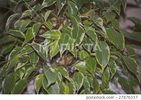 Leaves of ficus benjamina Leaves of ficus benjamina 27876337