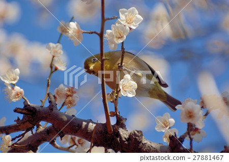 在藍天下在白色梅花中 在藍天下在白色梅花中 27881467