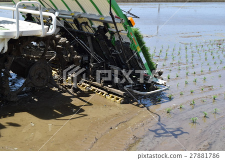 水稻種植 27881786