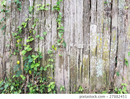 Old log fence with the ivy. Old log fence with the ivy. 27882451