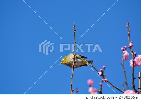 Plum and mezzo (N) 27882559