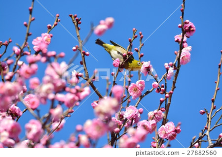 Plum and mezzo (N) 27882560