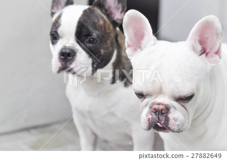 absent-minded French bulldog , French bulldog 27882649