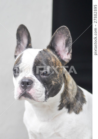 absent-minded French bulldog or   French bulldog 27882895