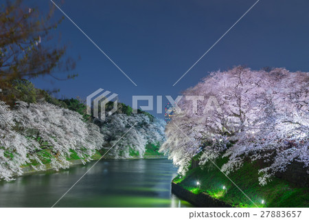 Cherry blossoms in Tokyo, Japan 27883657