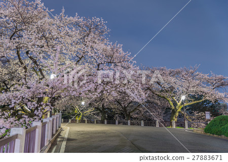 Cherry blossoms in Tokyo, Japan Cherry blossoms in Tokyo, Japan 27883671