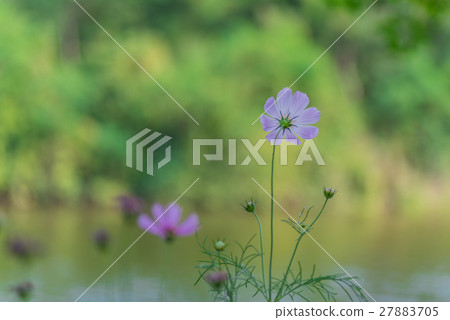 Cosmos Flowers 27883705