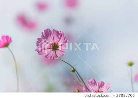 Cosmos Flowers 27883706
