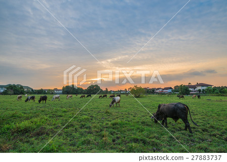 Cows in Pasture at Sunset Cows in Pasture at Sunset 27883737