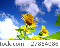 Midsummer blue sky 27884086