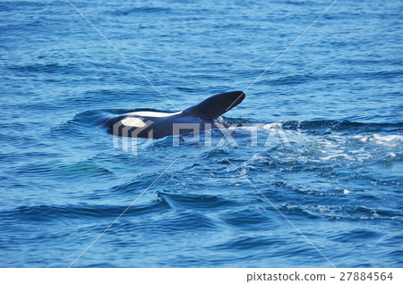 A orca swimming in Shiretoko's ocean 27884564