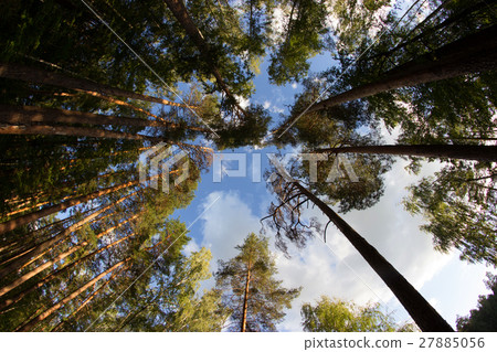 pine trees and blue sky pine trees and blue sky 27885056