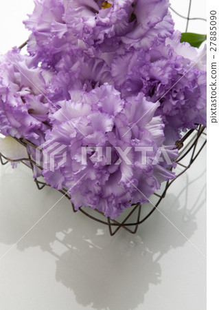  土耳其粉末 27885090