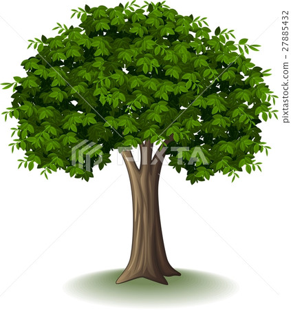 Tree isolated on white background - Stock Illustration [27885432] - PIXTA