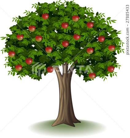 Red apple on apple tree Red apple on apple tree 27885433