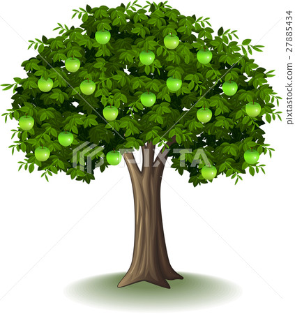Green apple on apple tree Green apple on apple tree 27885434