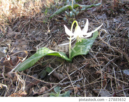 White bamboo shoot White flower chestnut (Misato-cho, Saitama Prefecture) 27885632