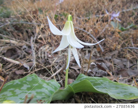 White bamboo shoot White flower chestnut (Misato-cho, Saitama Prefecture) 27885636
