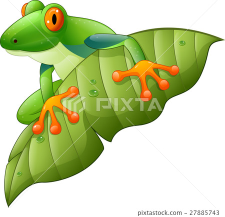 Cartoon red-Eyed Amazon Tree Frog on green leaf 27885743