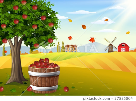 Apple tree and basket of apples in farm landscape  27885864