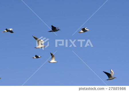 detail of flying seagull 27885986