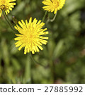 flower of dandelion 27885992