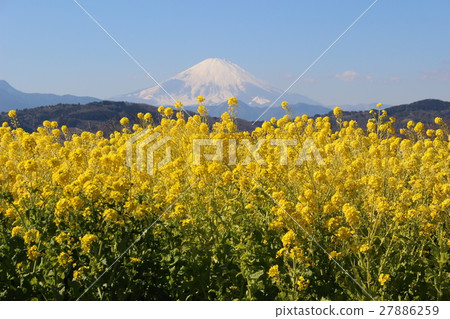 富士山在Azumayama公園開花 27886259