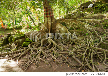 Ceiba tree in Goa Gajah Cave, Ubud, Bali. 27886681