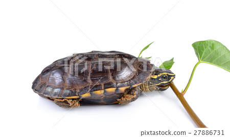turtle on white background turtle on white background 27886731