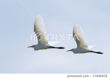 Image of egret flying in the sky. Heron. Image of egret flying in the sky. Heron. 27886858