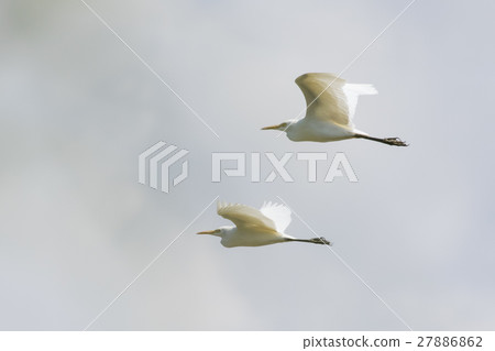 Image of egret flying in the sky. Heron. 27886862