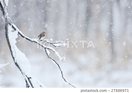 Snowscape and novitaku female 27886971