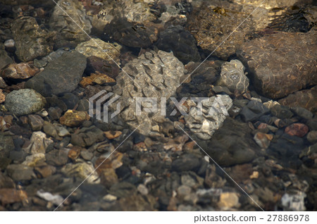 Squirting Squirting 27886978