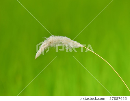 flower of weed grass with green field background flower of weed grass with green field background 27887633