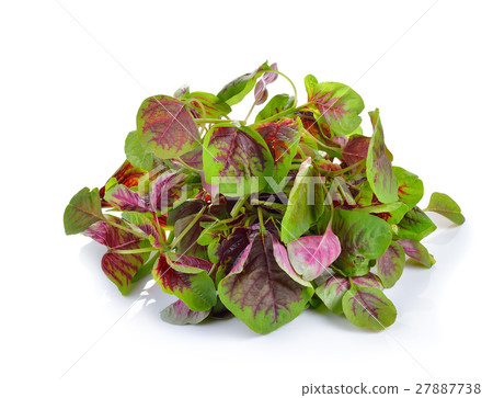Red spinach on white background Red spinach on white background 27887738