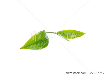 Fresh green tea leaf on white background 27887747