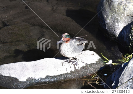 休息在Sengawa岸的岩石地方的Cogamo 27888413