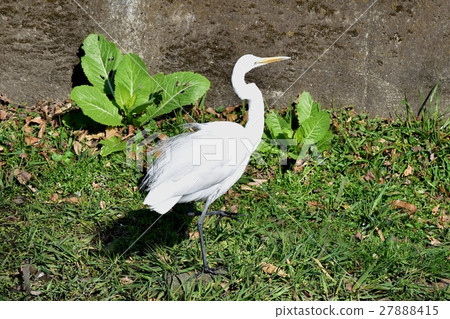 Daisuke漫步在Sengawa河床 27888415