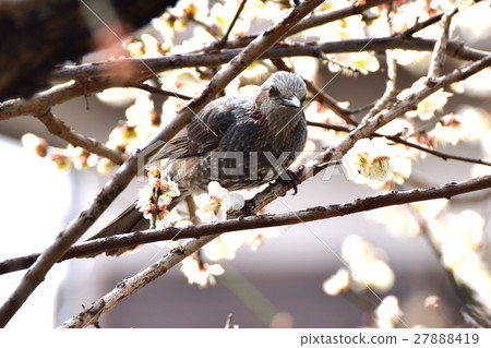 White plum and bulbul of Sengawa boardwalk White plum and bulbul of Sengawa boardwalk 27888419
