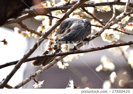 White plum and bulbul of Sengawa boardwalk 27888420