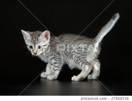 Cute Egyptian Mau Little Kitten 27888536