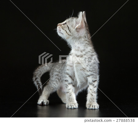 Cute Egyptian Mau Little Kitten 27888538