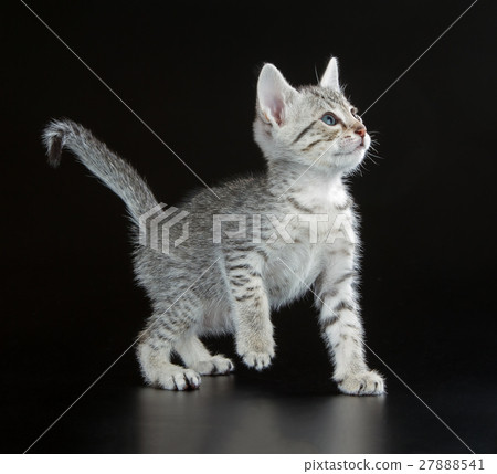 Cute Egyptian Mau Little Kitten 27888541